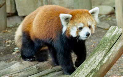 Chinese red panda