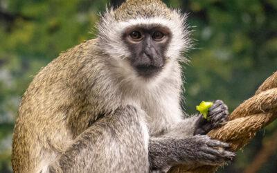 Vervet monkey