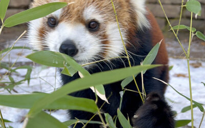 Family Camp: Winter Animal Exploration