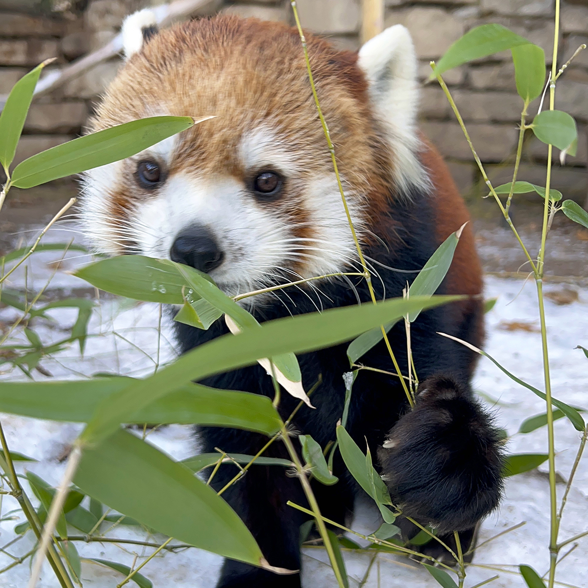 A female Chinese red panda grabs onto a bamboo plant during wintertime in an outdoor zoo yard.