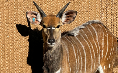 Nyala