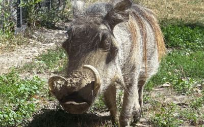 Warthog