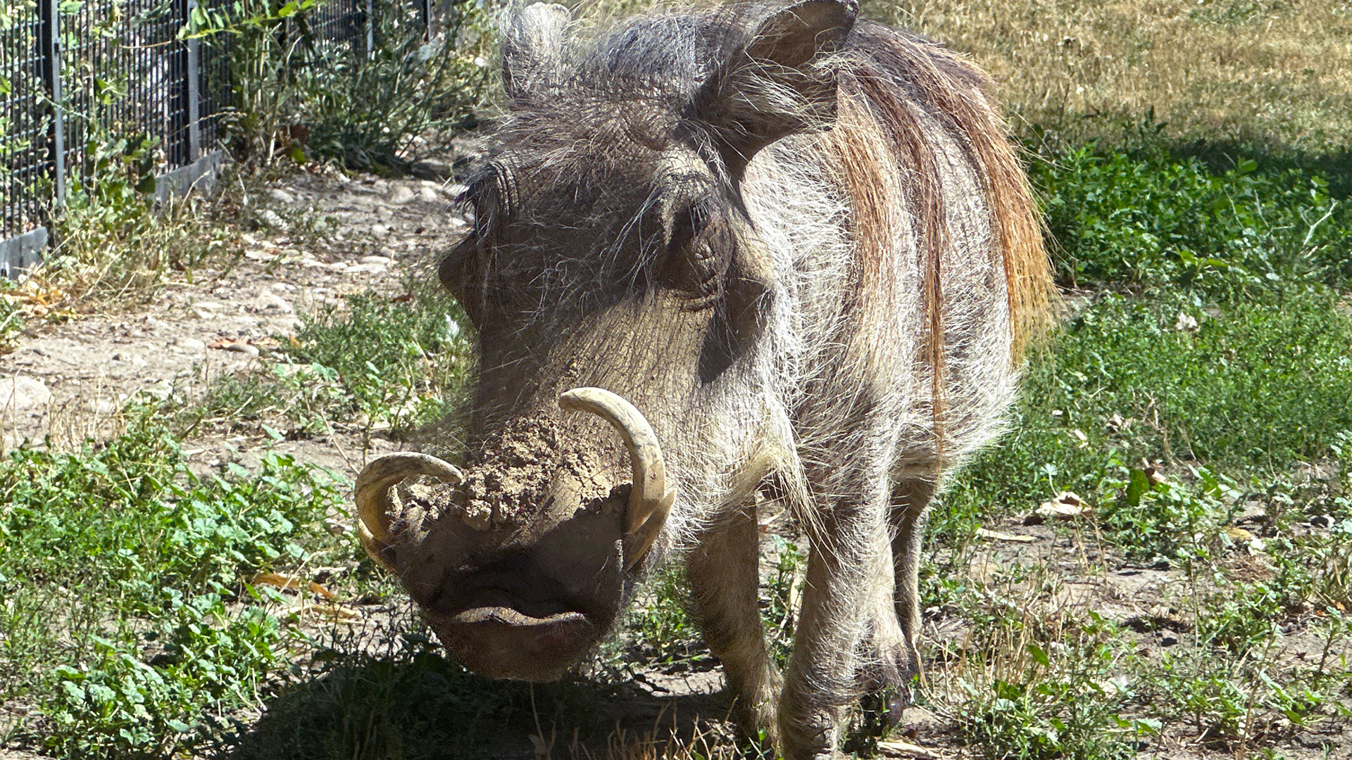 Warthog