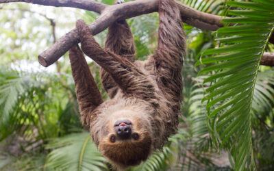 Linné’s two-toed sloth