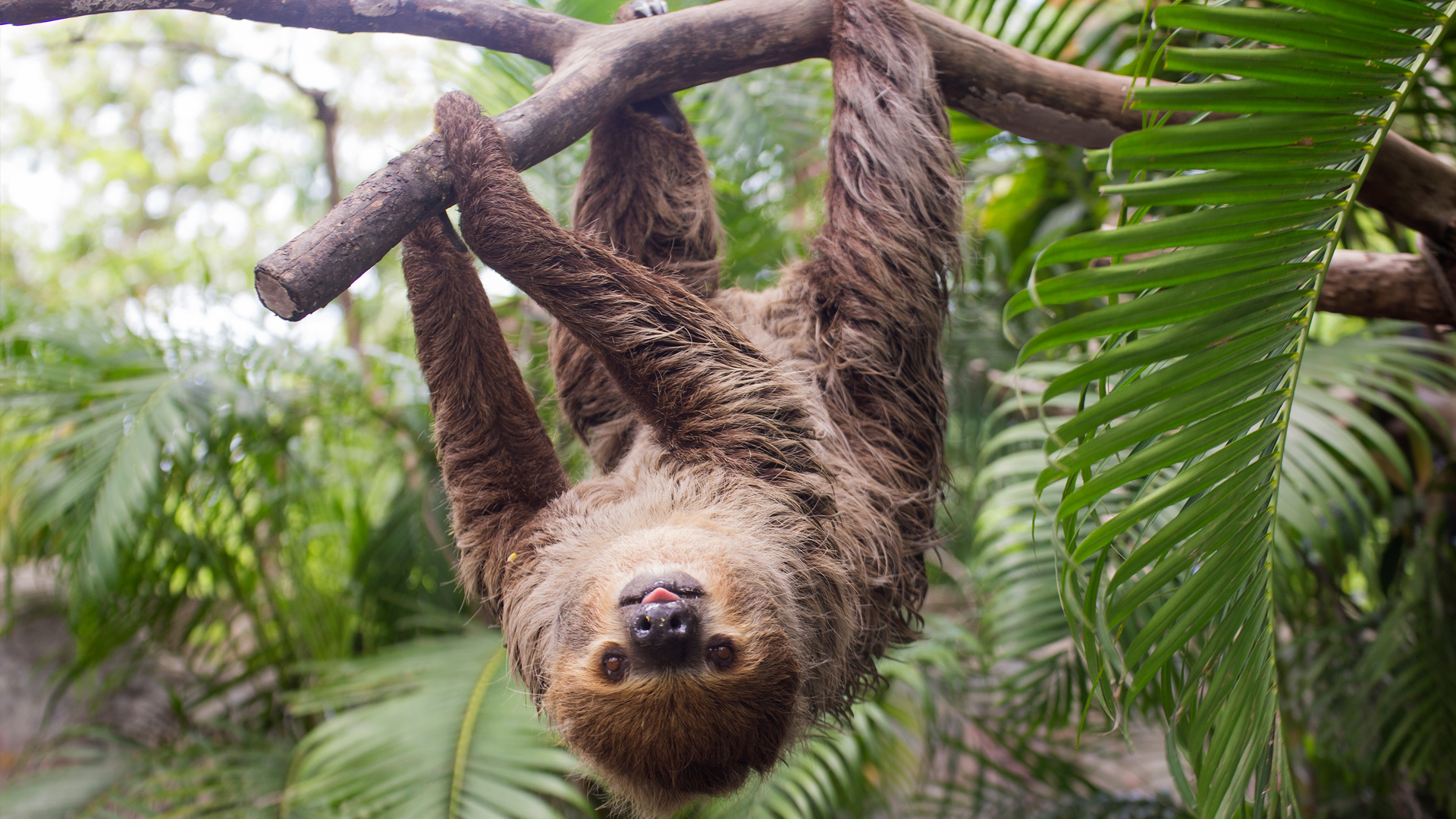 Linné’s two-toed sloth