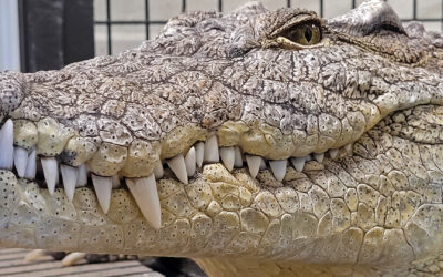 Nile crocodile
