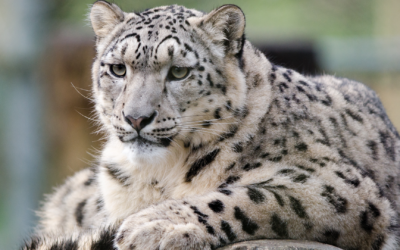 Snow leopard