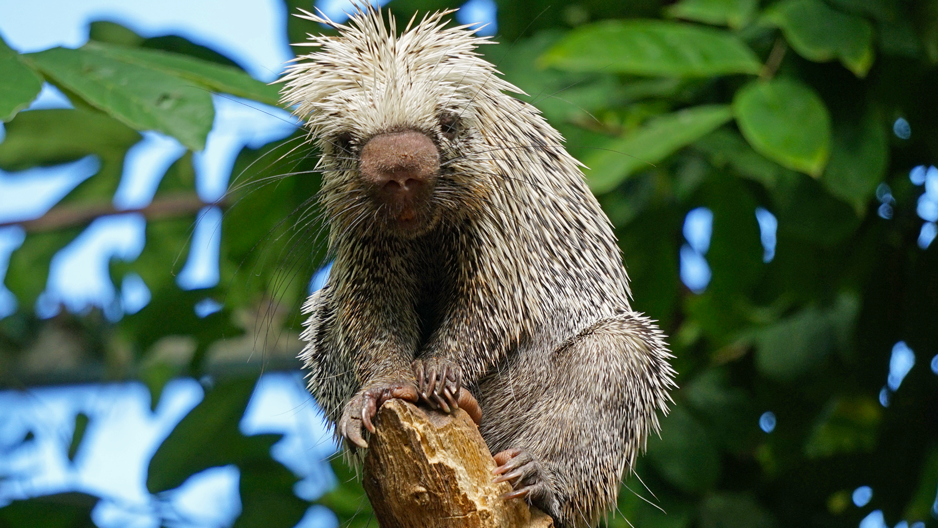 Prehensile-tailed porcupine