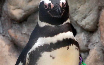 Paint with Penguins (18+)