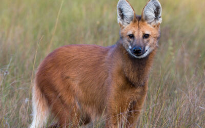 Maned wolf
