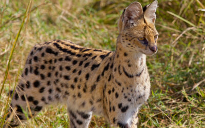 Serval