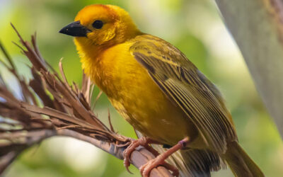 Taveta golden-weaver