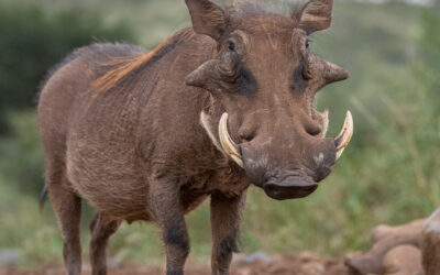 Warthog