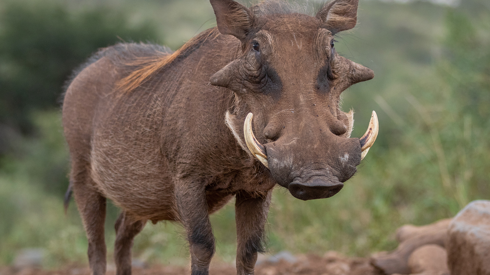 Warthog