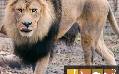 Adaptive Evening at the Zoo