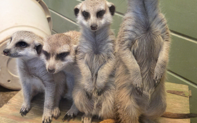 Adaptive Evening at the Zoo