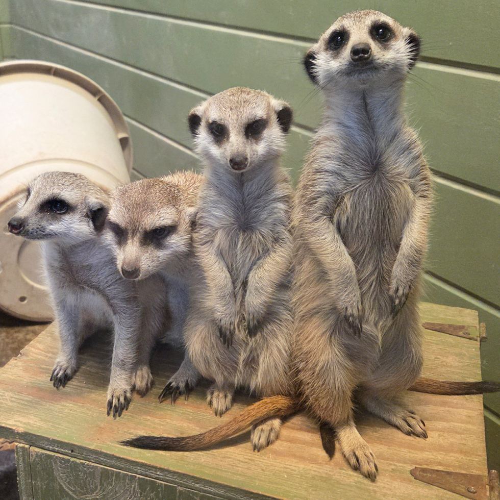 Four male meerkats stand or sit on a wooden box.