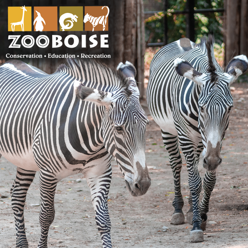 A male and a female Grevy's zebra walk along in an outdoor zoo habitat.