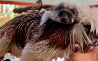 Cotton-top Tamarin Baby Born at Zoo Boise
