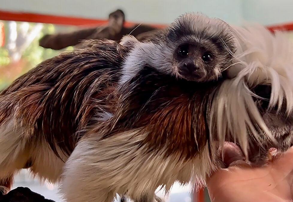 Cotton-top Tamarin Baby Born at Zoo Boise