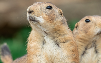 Black-tailed prairie dog