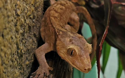 Crested gecko