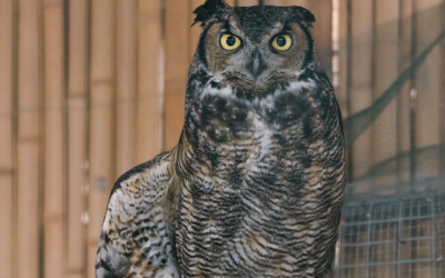 Great horned owl
