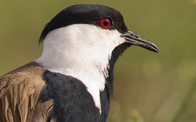 Spur-winged lapwing