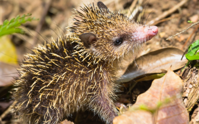 Lesser Madagascar hedgehog tenrec