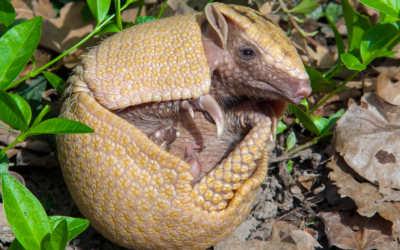 Southern three-banded armadillo