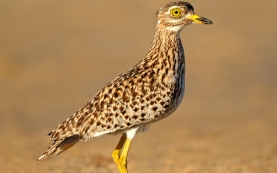 Spotted dikkop