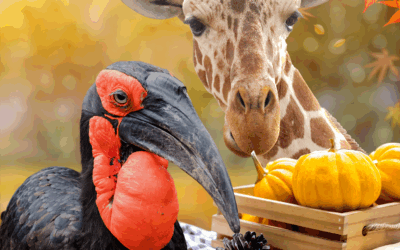 Closed for Thanksgiving