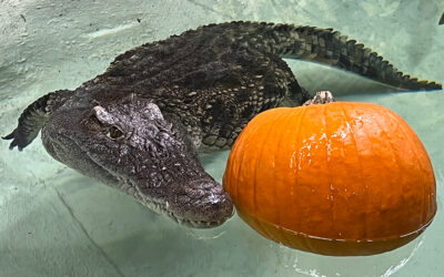 Celebrate the Season with the Return of Boo at the Zoo