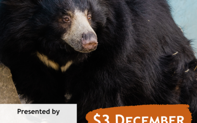 $3 December presented by Franz Witte