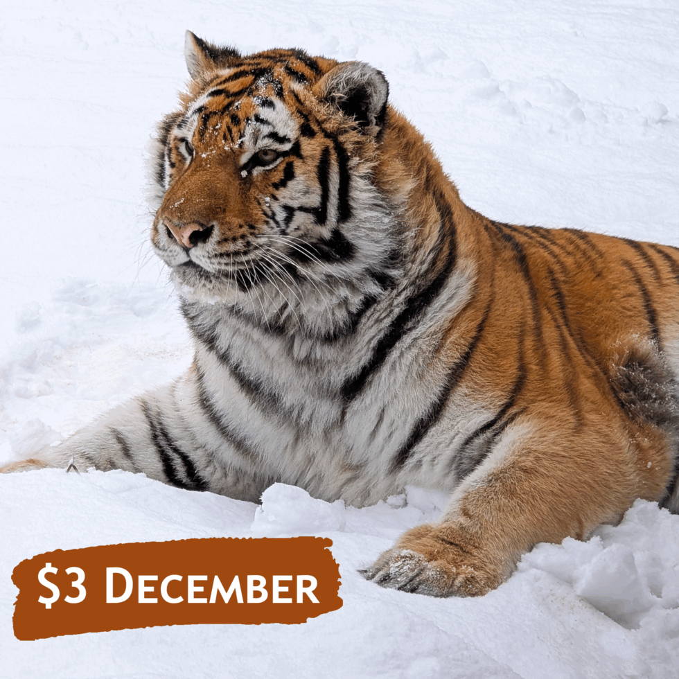 A female Amur tiger lays in the snow.