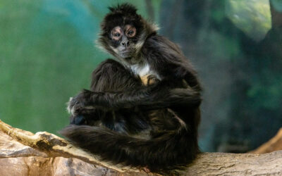 Big Improvements are Coming to Zoo Boise