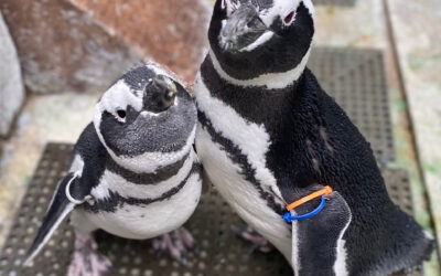 Woo at the Zoo (21+ only) *RESCHEDULED DATE