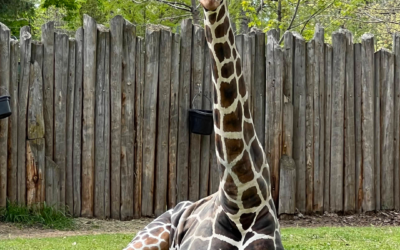 Earth Day Family Night Out