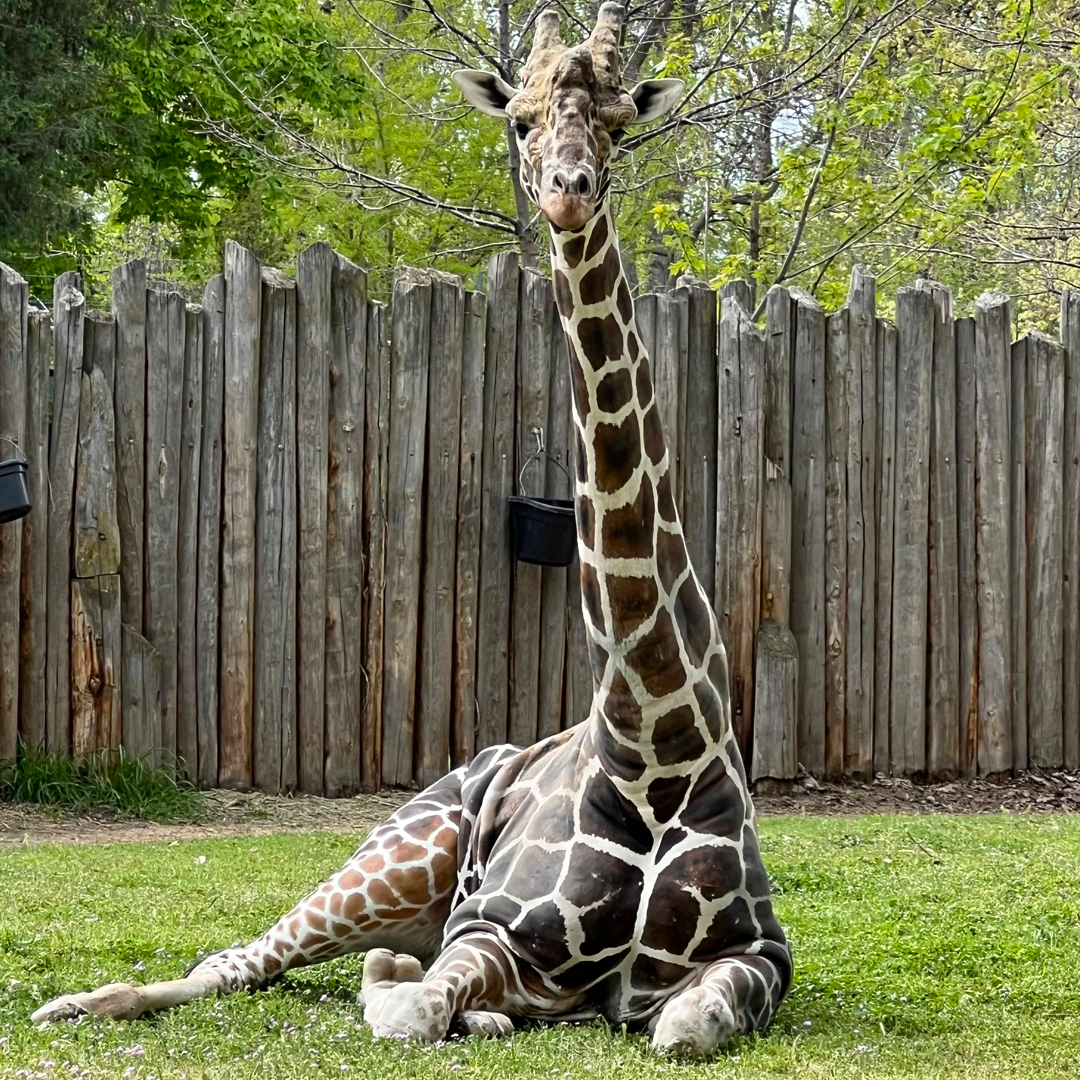 A male giraffe lays down in grass in an outdoor zoo yard.