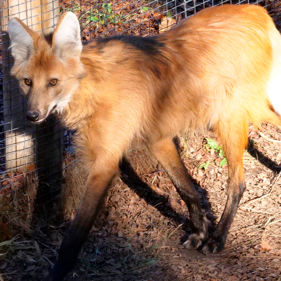 A maned wolf walks along the perimeter of an outdoor zoo yard in the evening.
