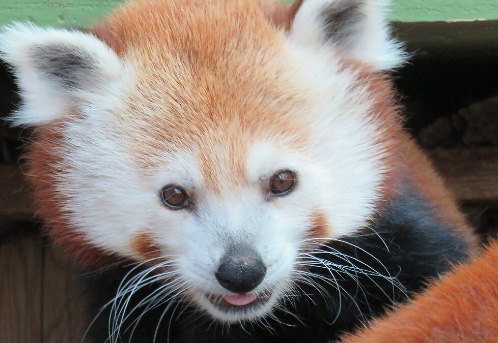 Zoo Boise Mourns the Loss of Red Panda Spud