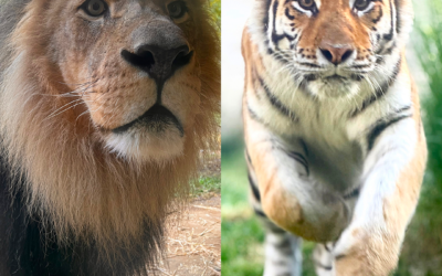Big Cat Day