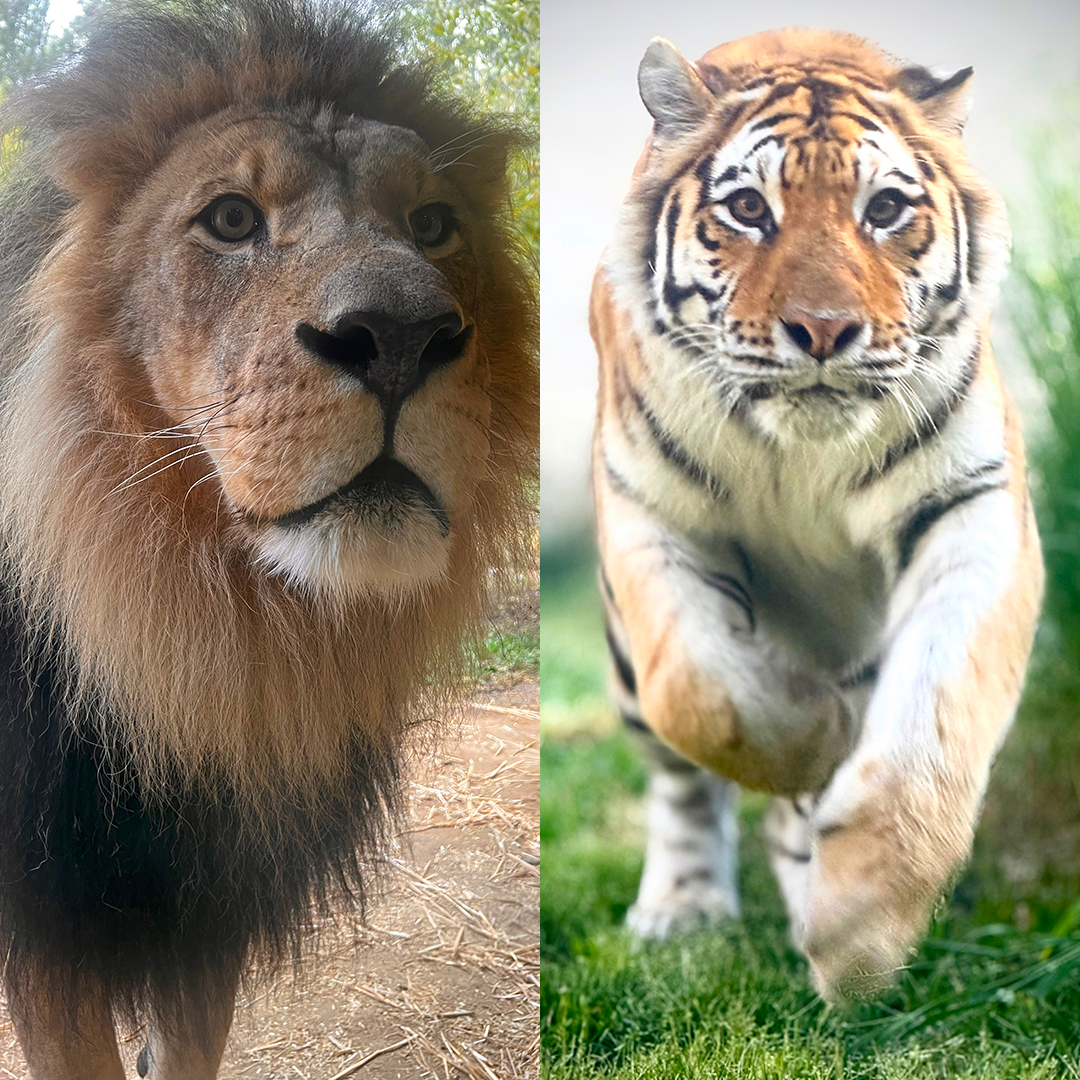 animal 1080×1080 square cats x22
