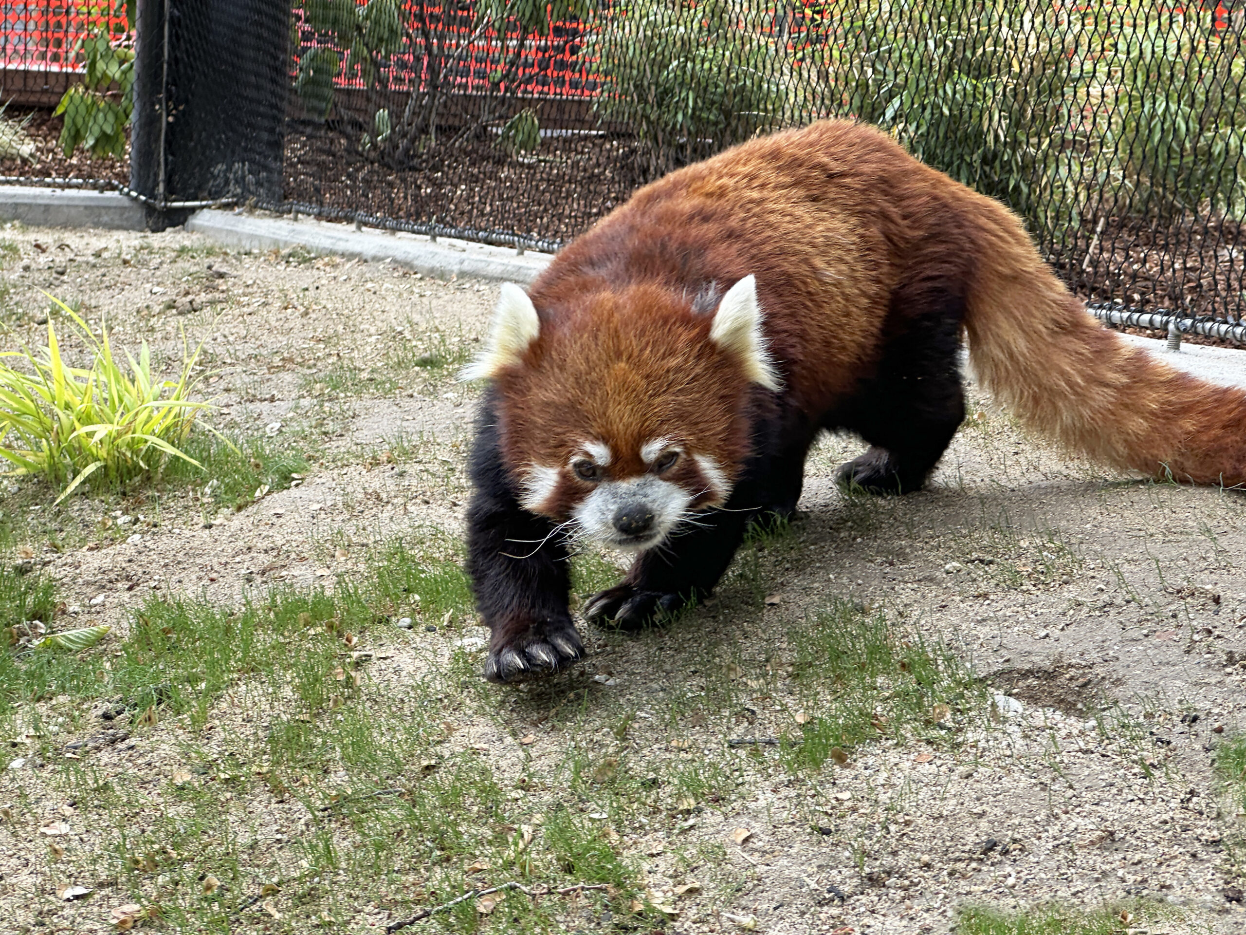 2025-05-12 RED PANDA Chinese Jasper new RPP habitat (by Clint) (5)