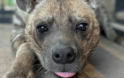 Zoo Boise Saddened by Death of Striped Hyena Ndale