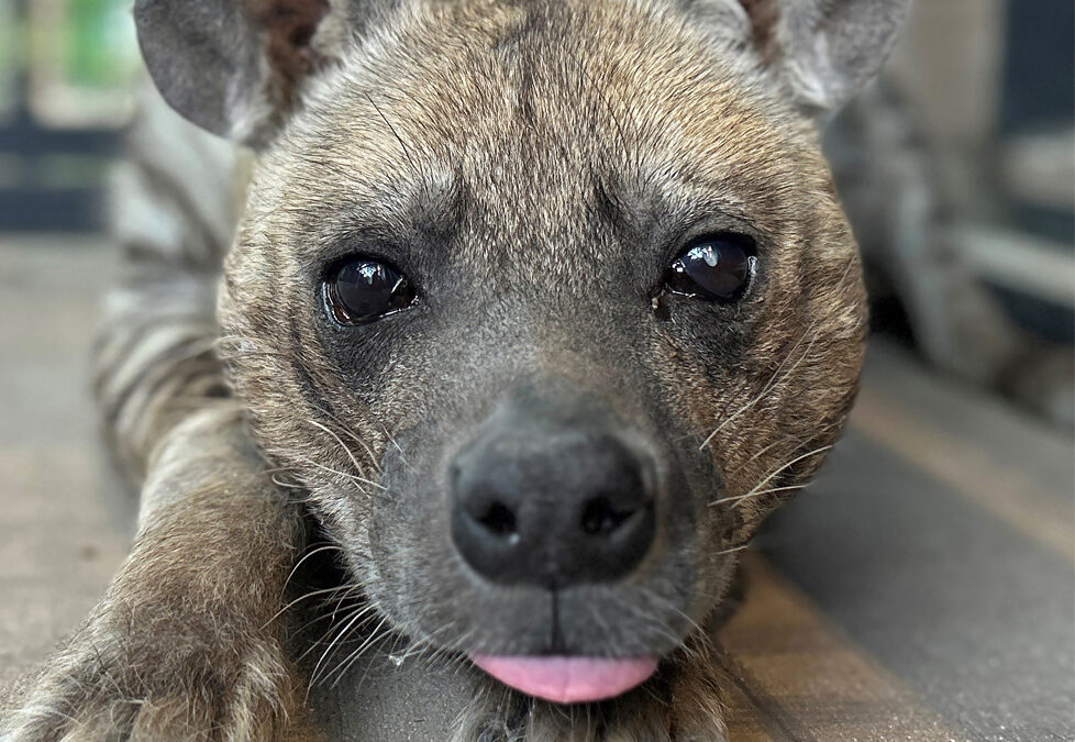 Zoo Boise Saddened by Death of Striped Hyena Ndale