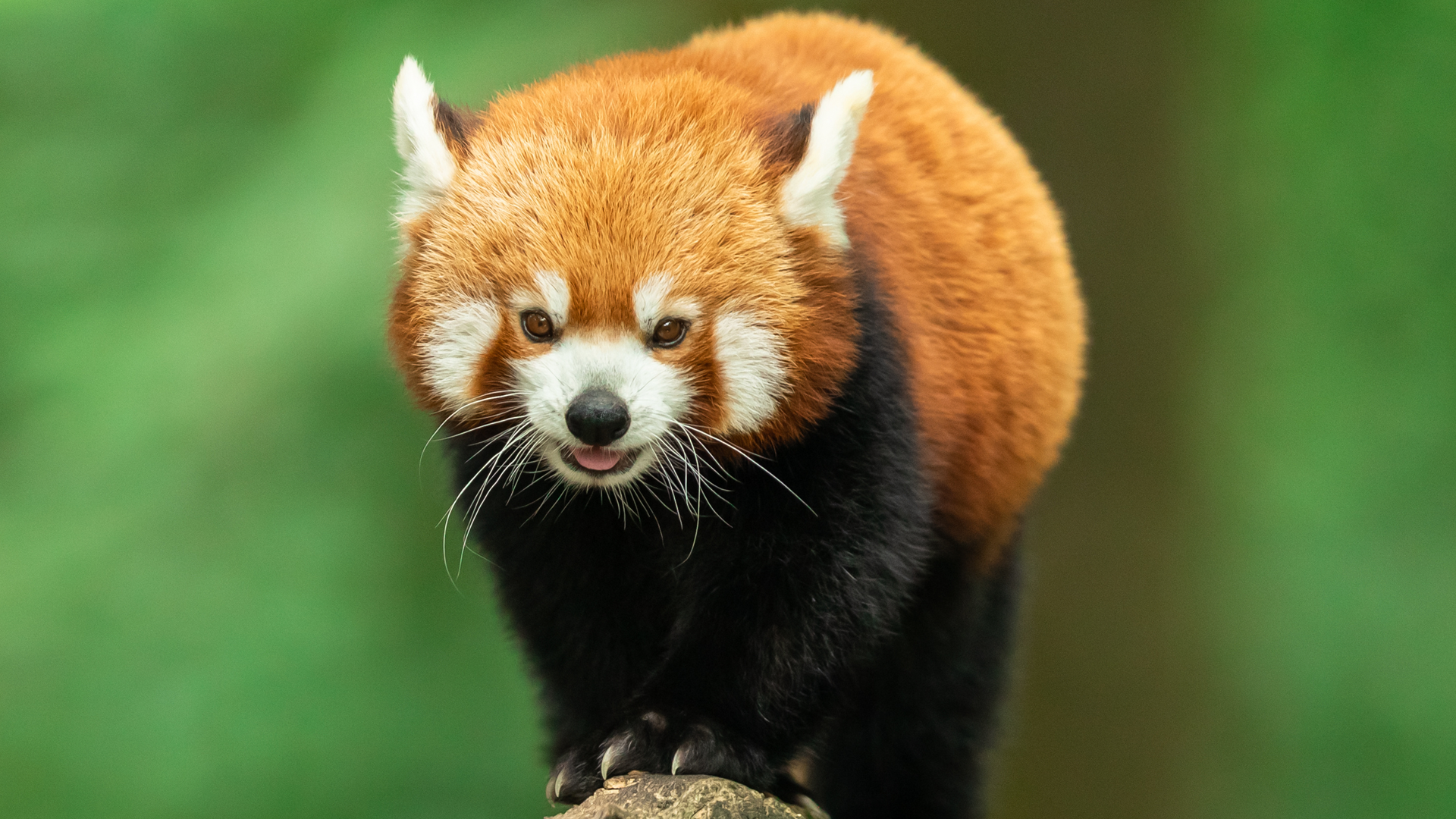 Himalayan red panda
