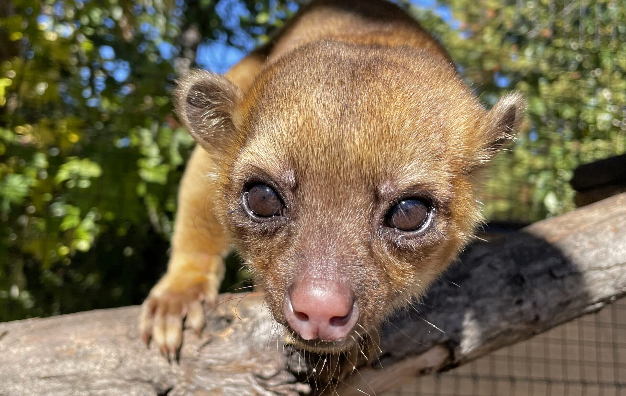 2024-08 KINKAJOU Chewie (by Murphy)