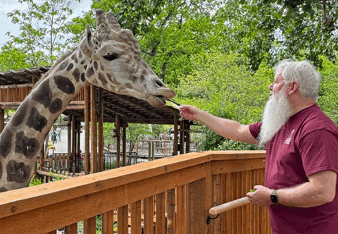 A man feeds a male giraffe at a zoo.