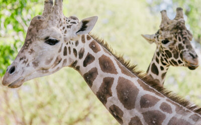 World Giraffe Day